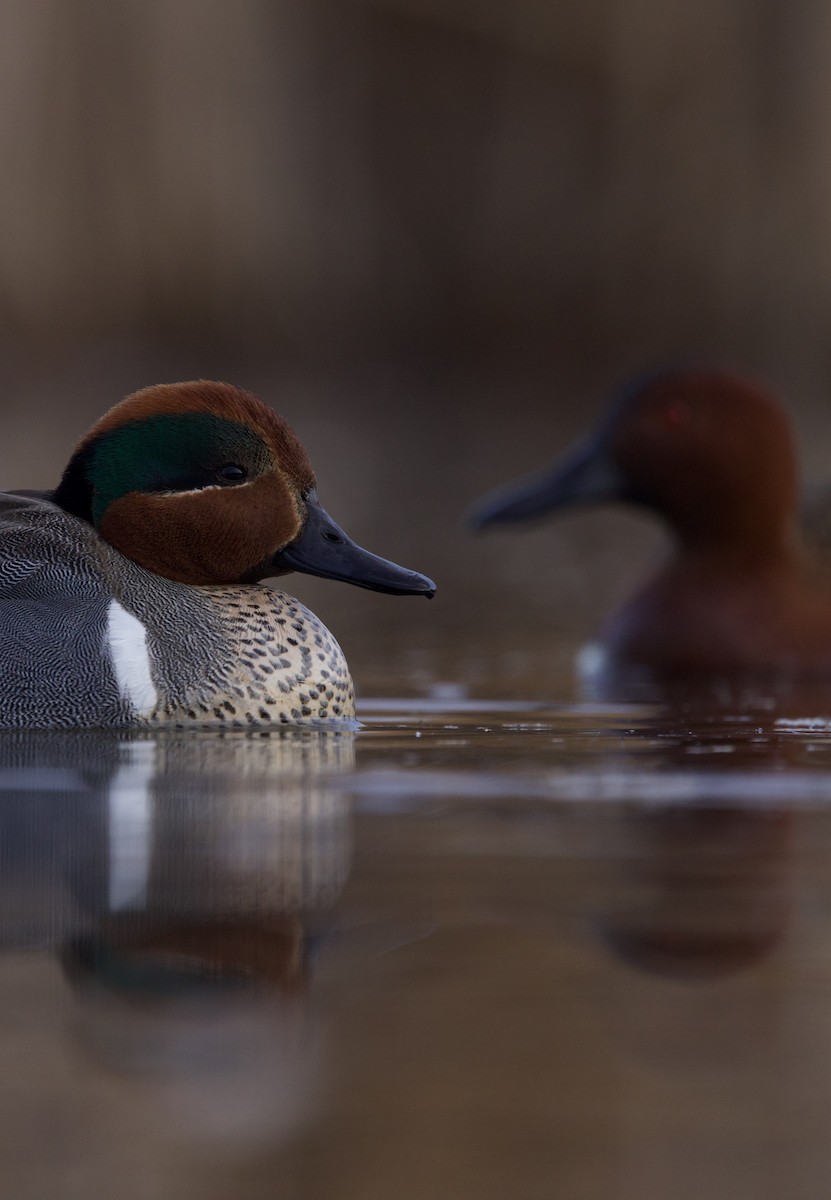 Green-winged Teal - ML634387977