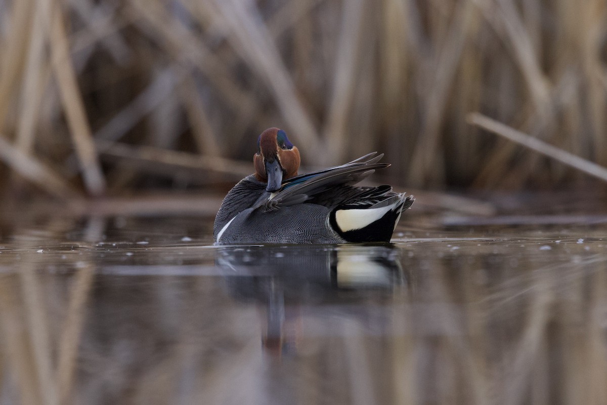 Green-winged Teal - ML634387983