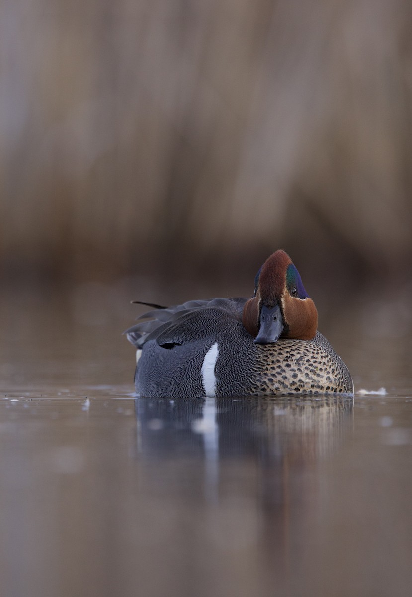 Green-winged Teal - ML634387984