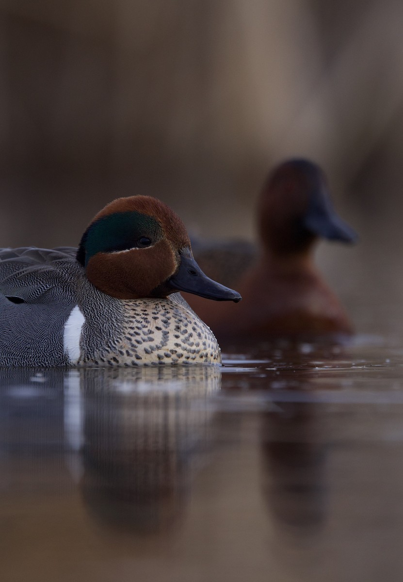 Green-winged Teal - ML634387985