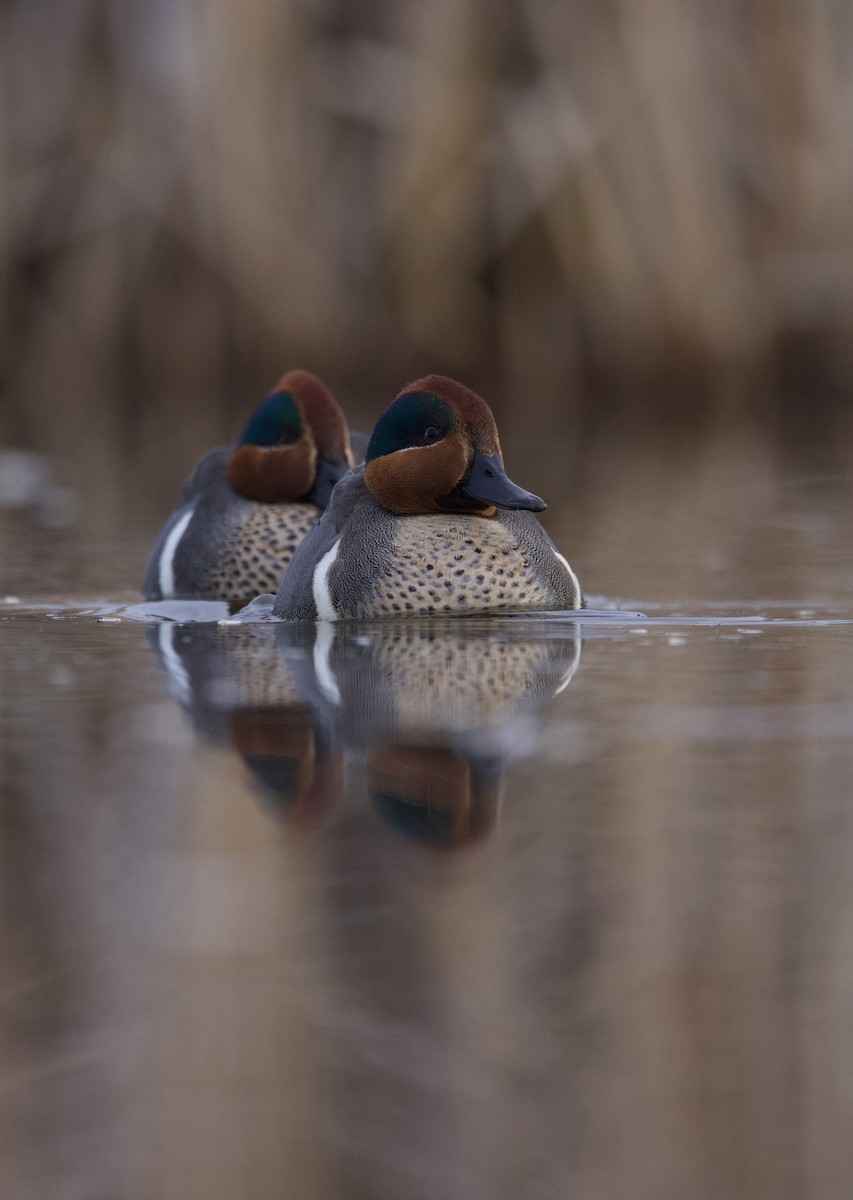 Green-winged Teal - ML634387986