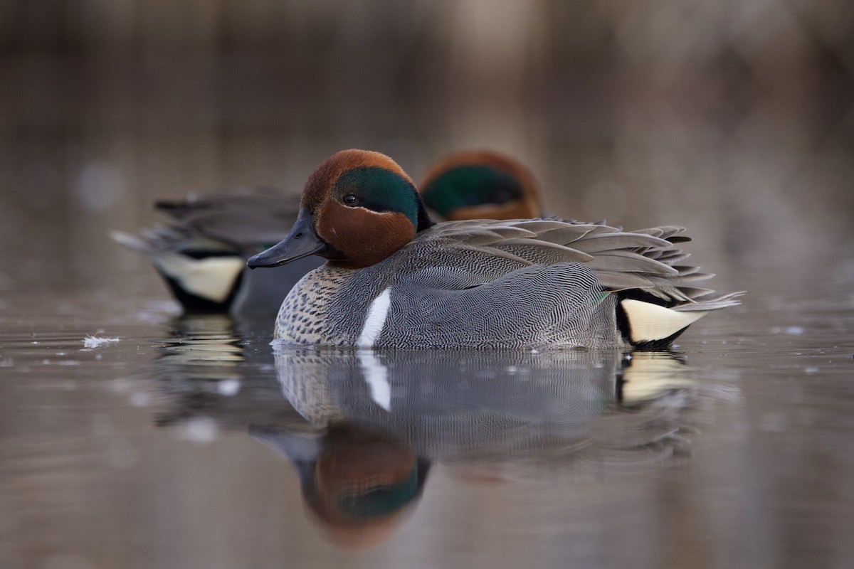 Green-winged Teal - ML634387987