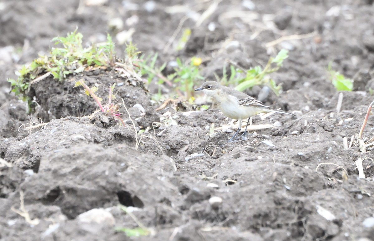 Western Yellow Wagtail - ML634388028