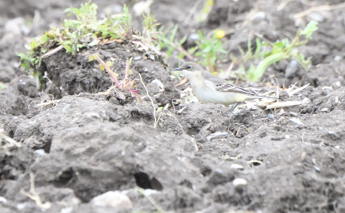 Western Yellow Wagtail - ML634388029