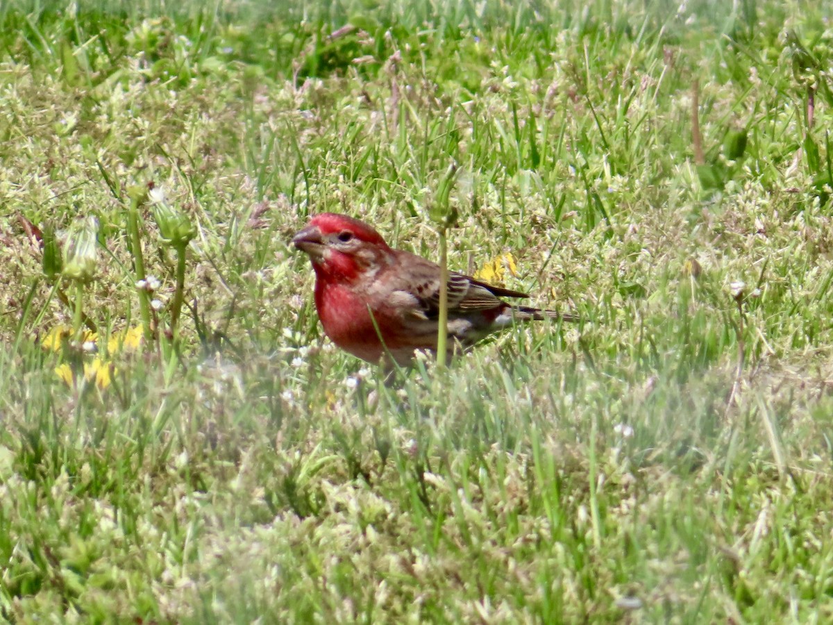 House Finch - ML634388050
