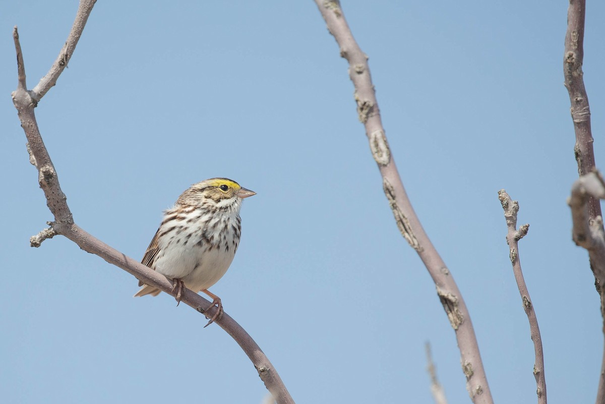 Savannah Sparrow - ML634388159