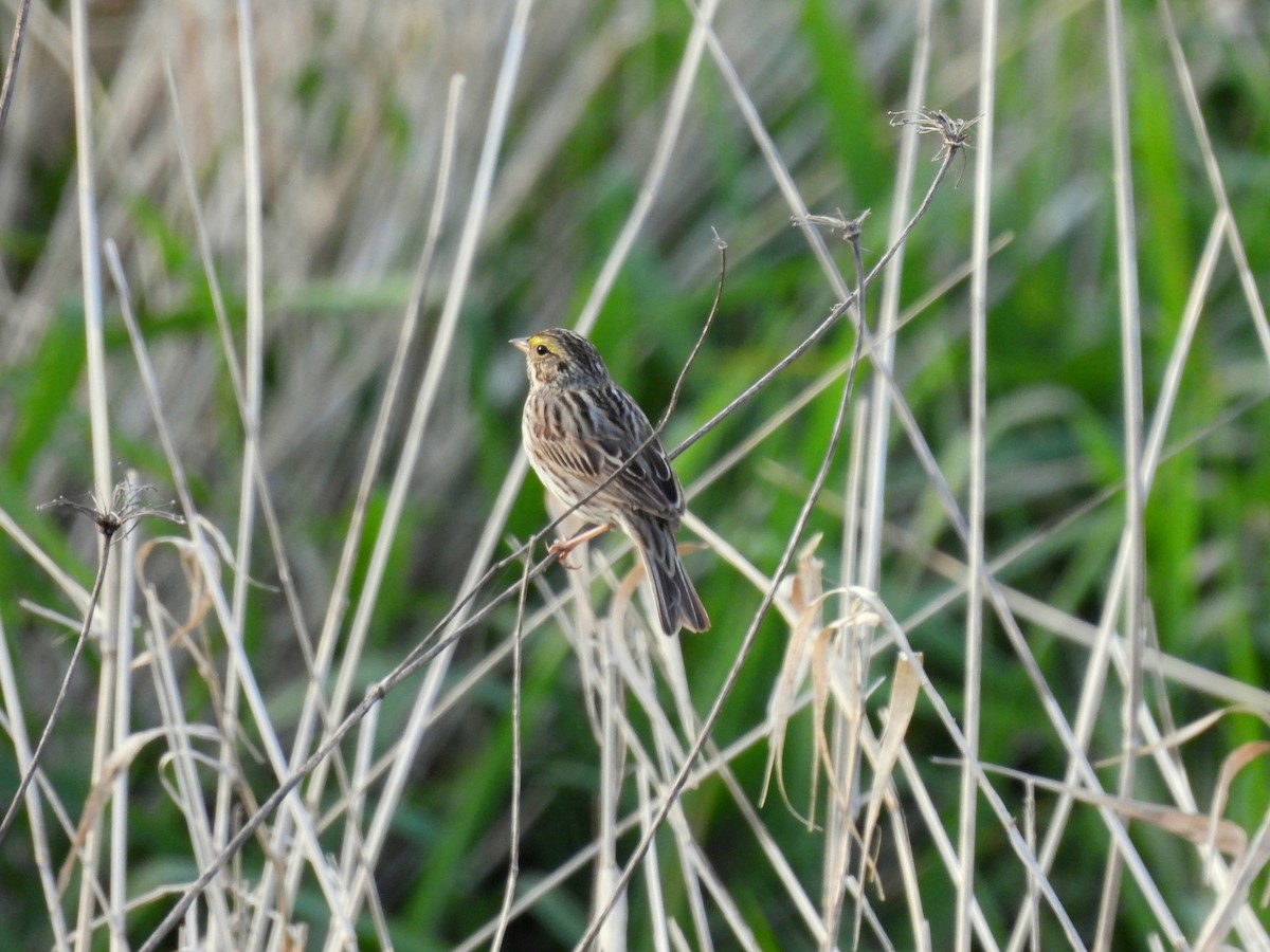 Savannah Sparrow - ML634388163