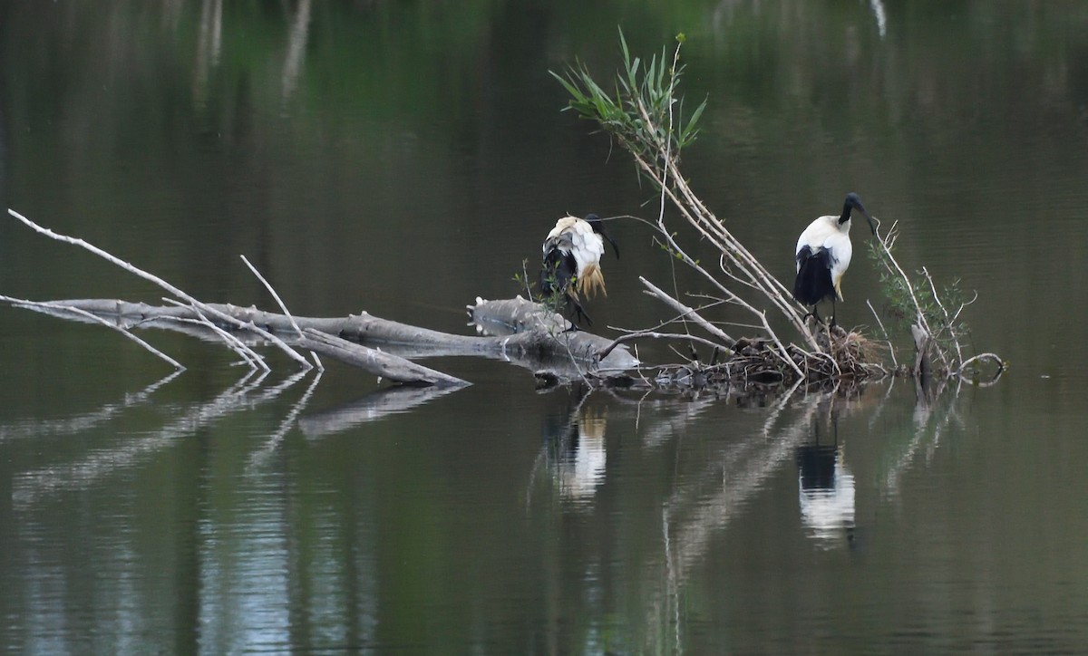 African Sacred Ibis - ML634388184