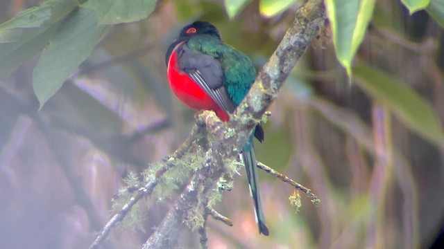 Trogon masqué - ML634388223