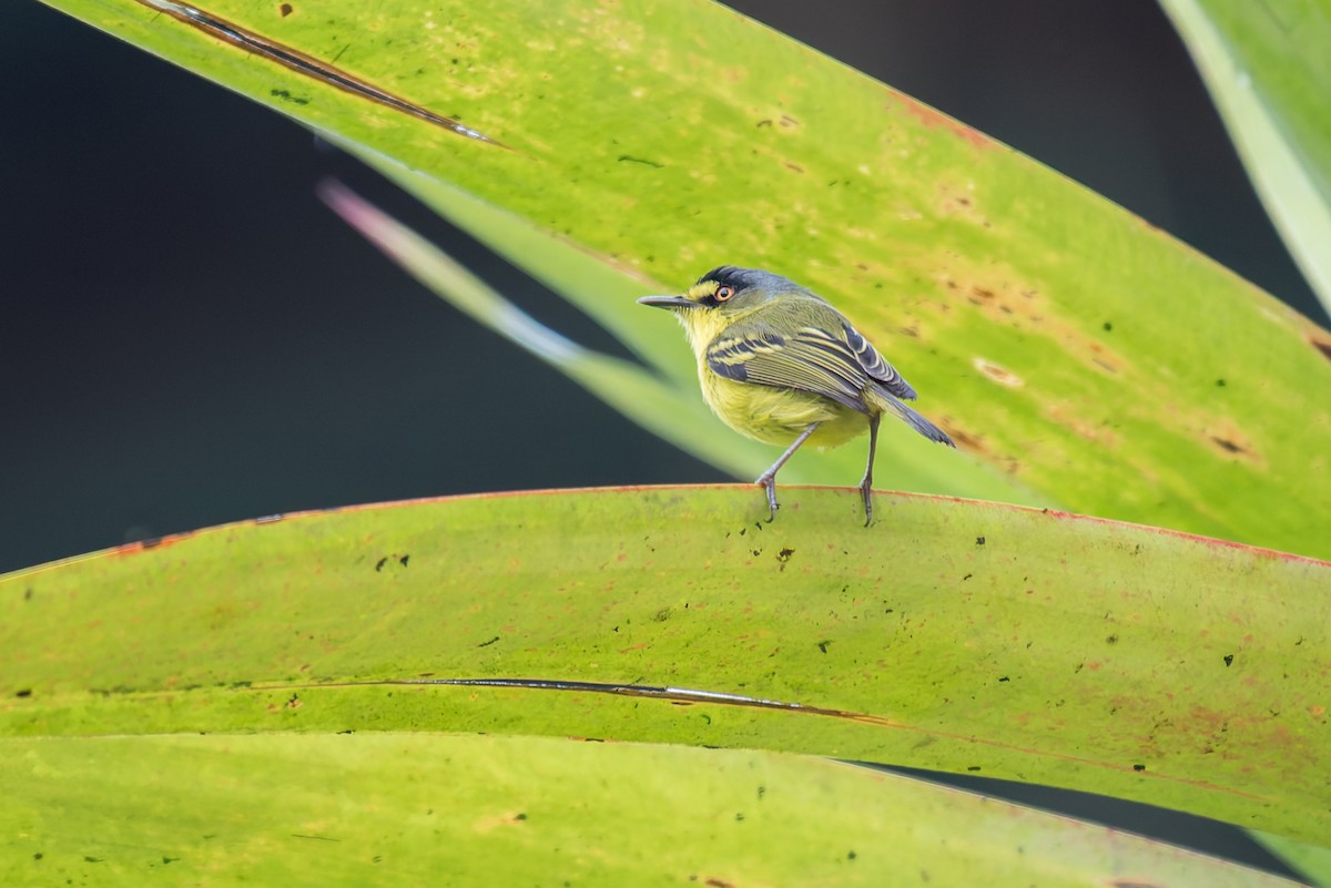 Gray-headed Tody-Flycatcher - ML634388242