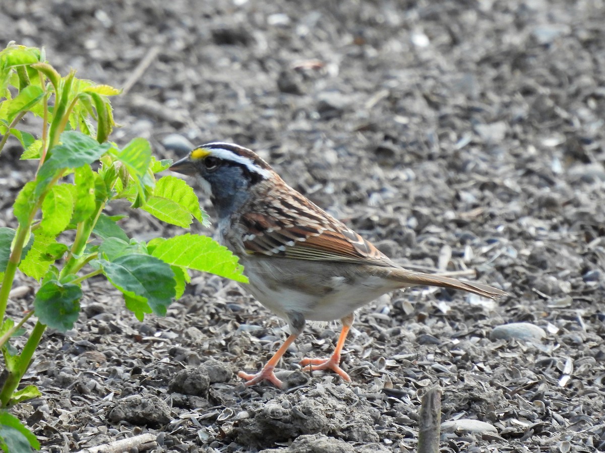 White-throated Sparrow - ML634388243