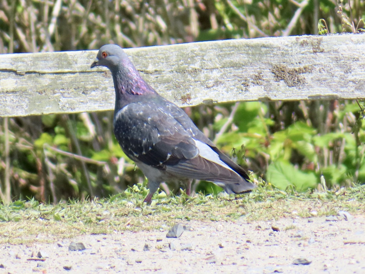 Rock Pigeon (Feral Pigeon) - ML634388317