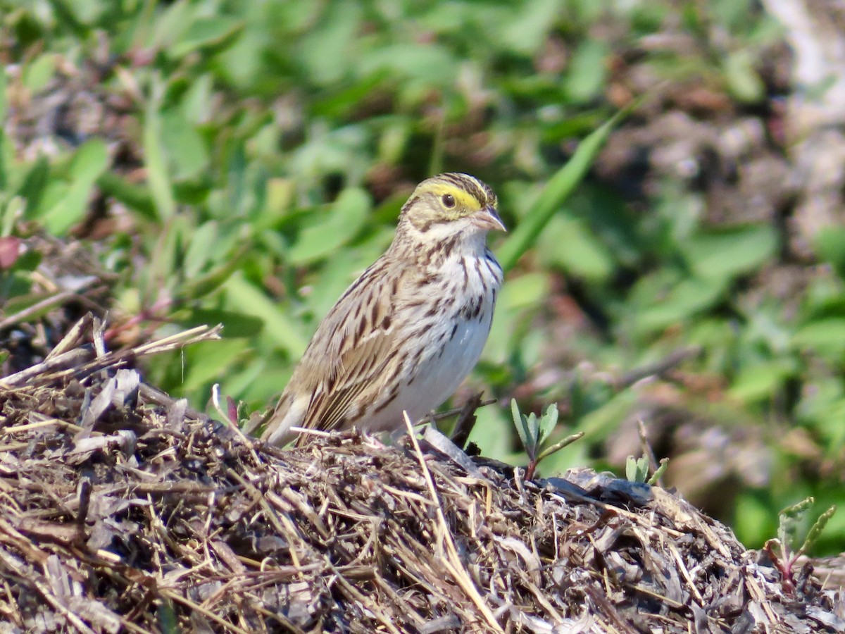 Savannah Sparrow - ML634388354