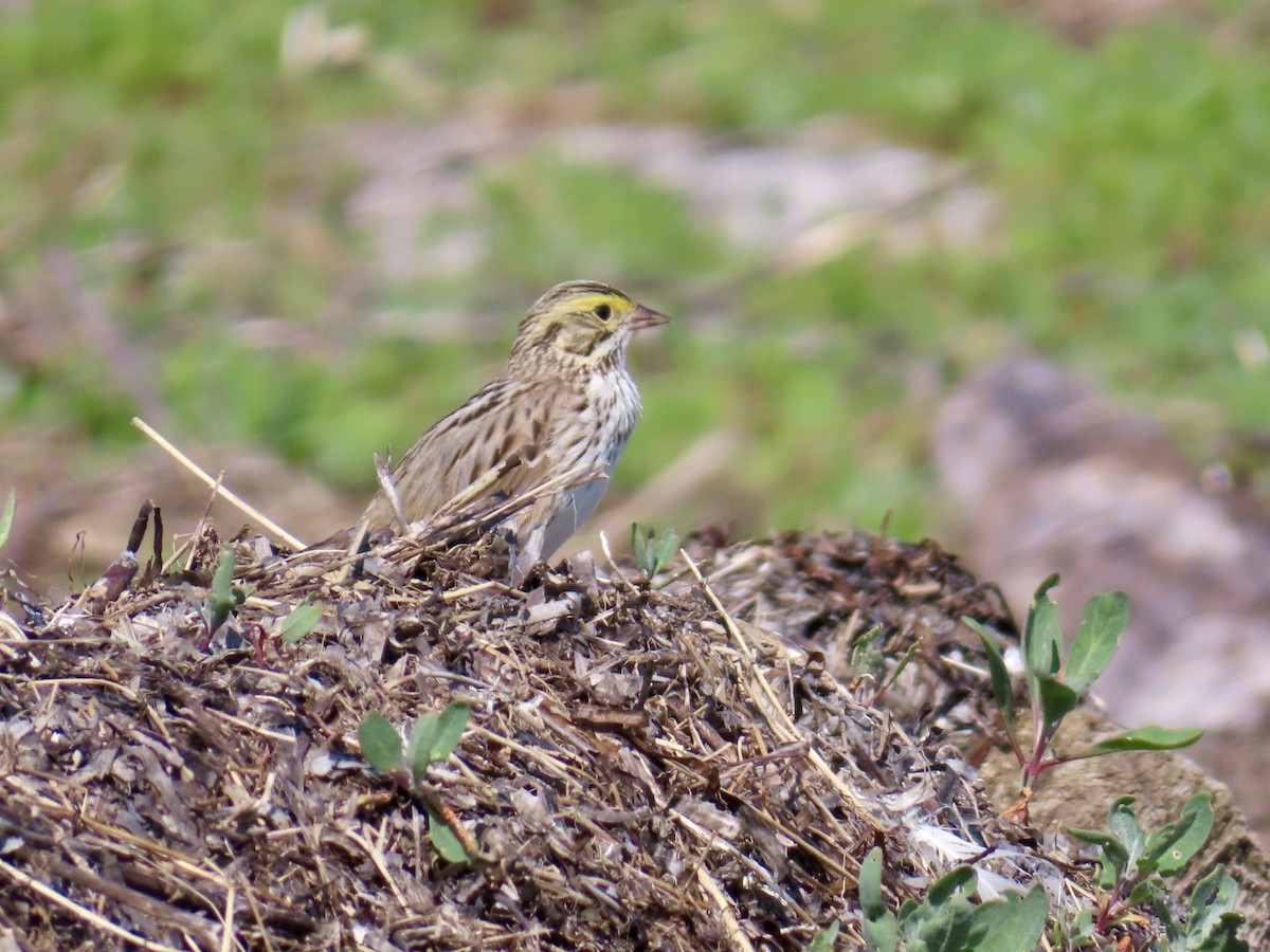Savannah Sparrow - ML634388355