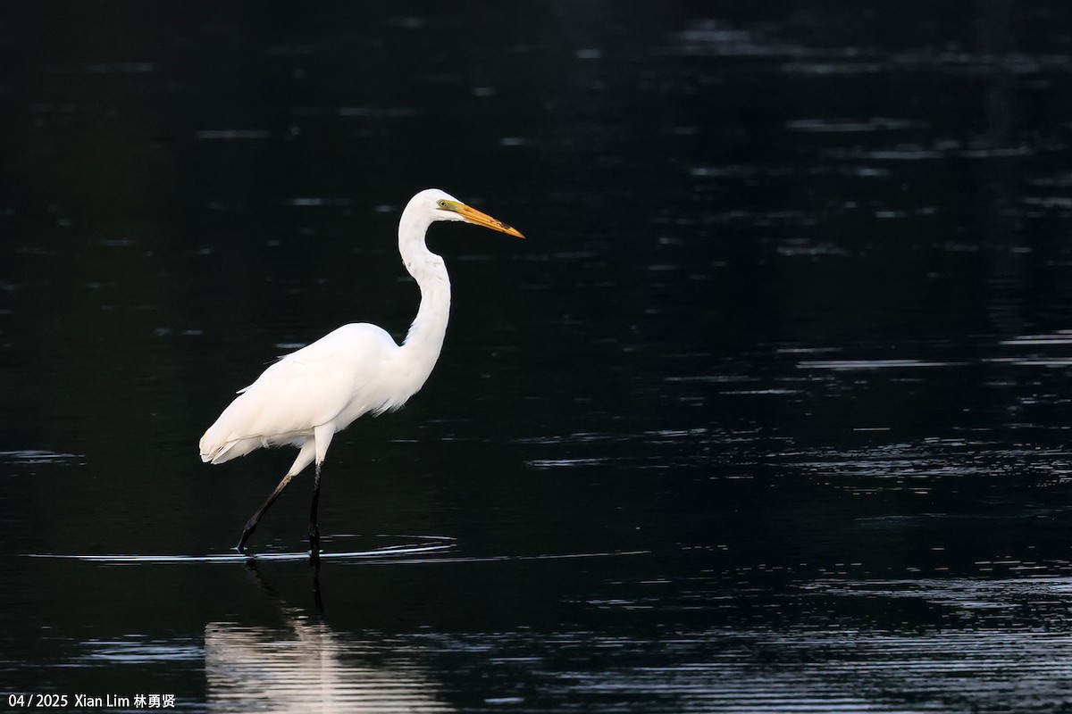 Great Egret - ML634388393