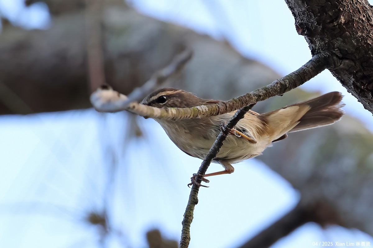 Dusky Warbler - ML634388396