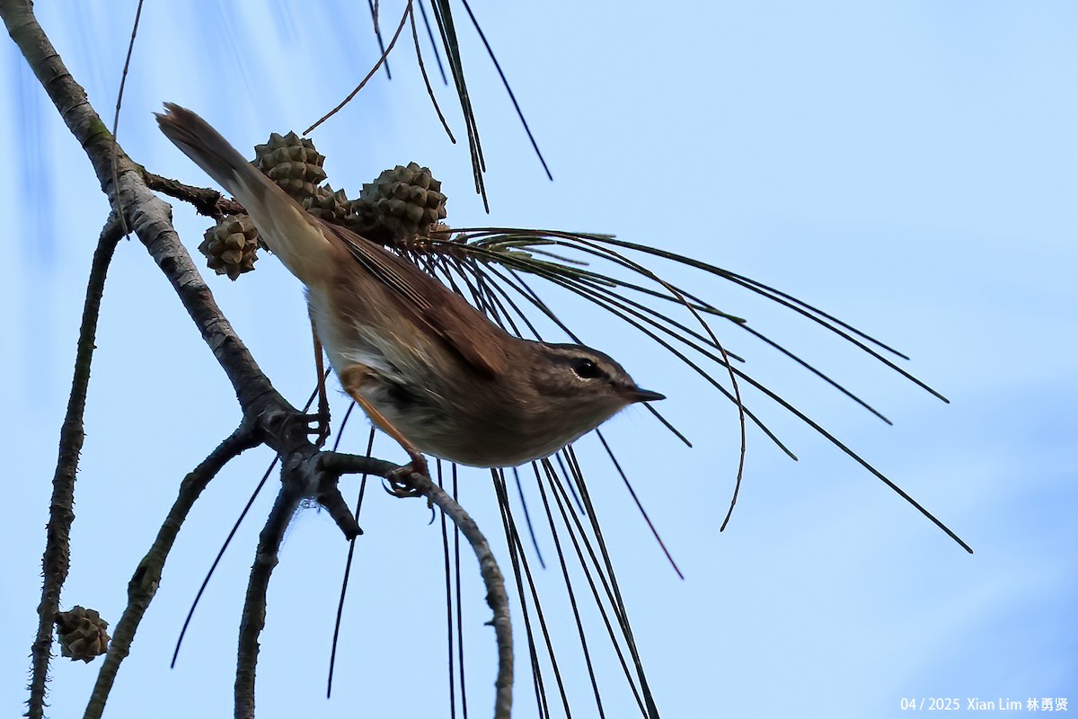 Dusky Warbler - ML634388397