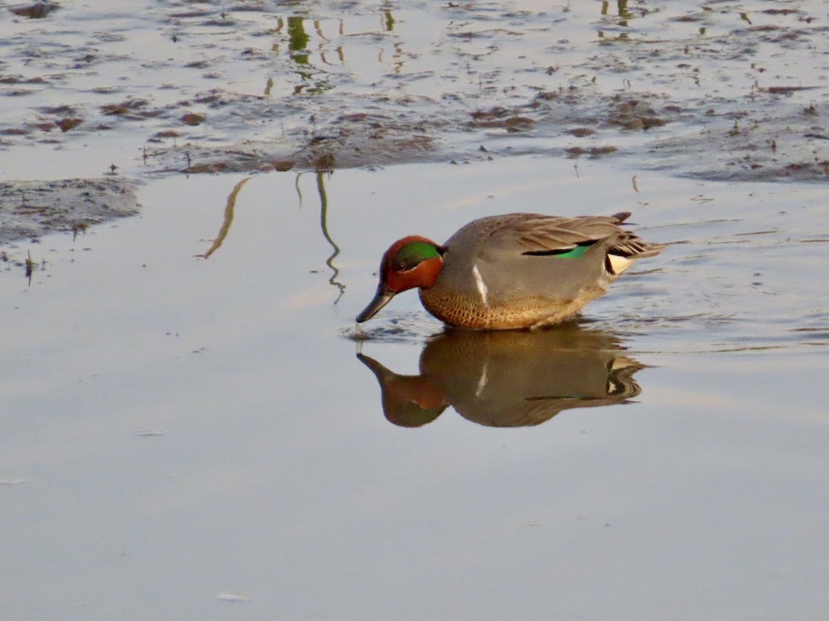 Green-winged Teal - ML634388421