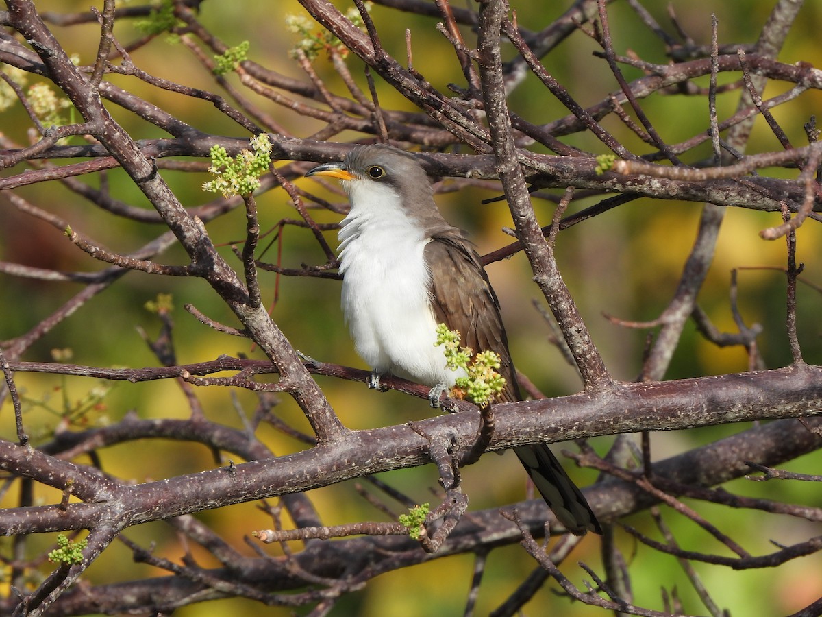 Yellow-billed Cuckoo - ML634388447