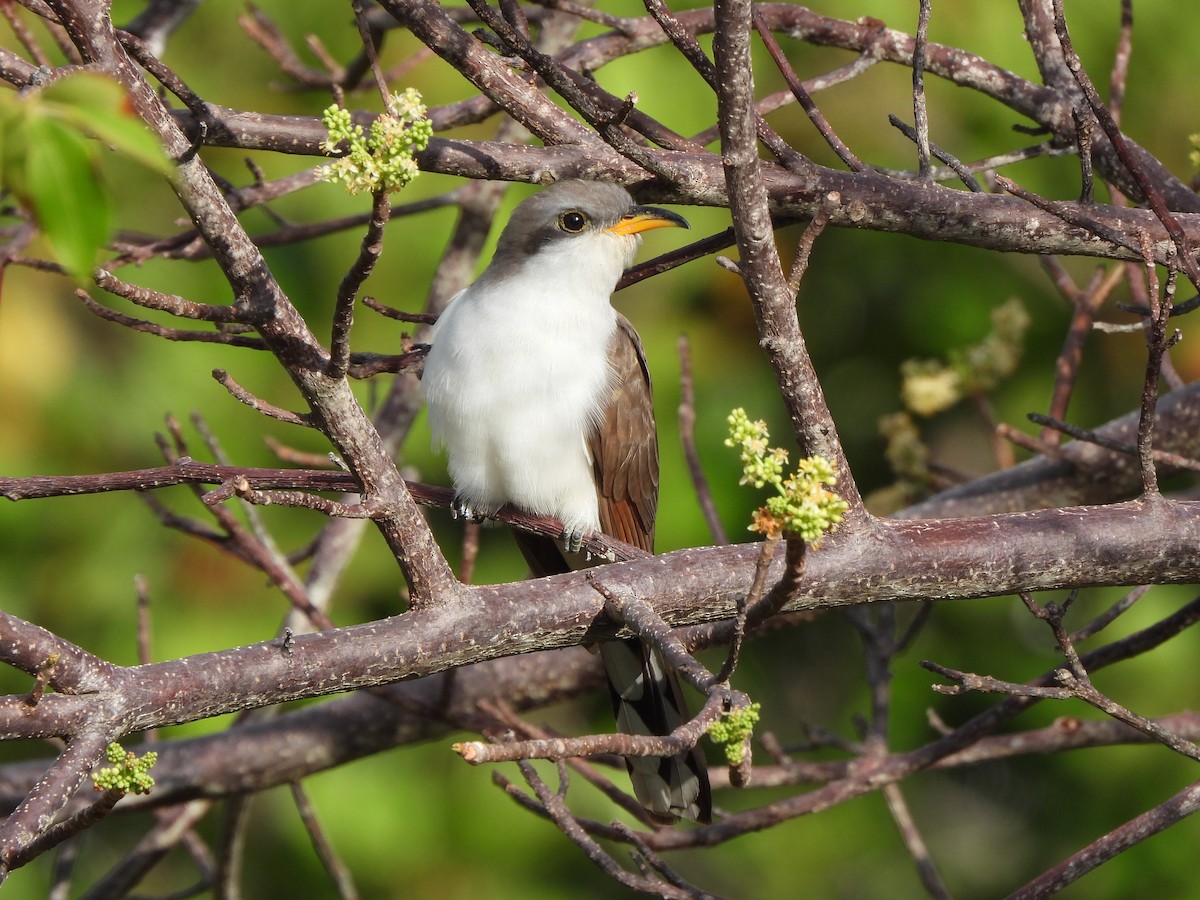 Yellow-billed Cuckoo - ML634388448
