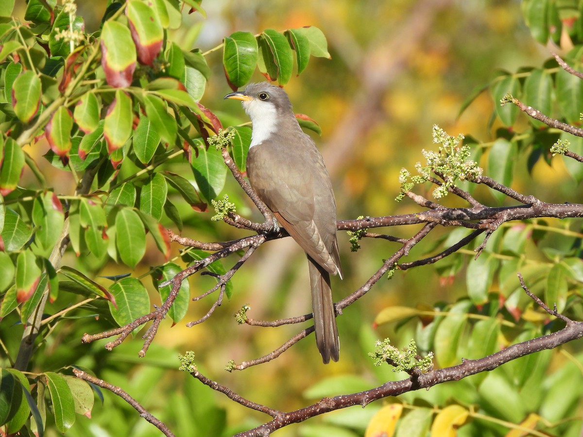 Yellow-billed Cuckoo - ML634388449