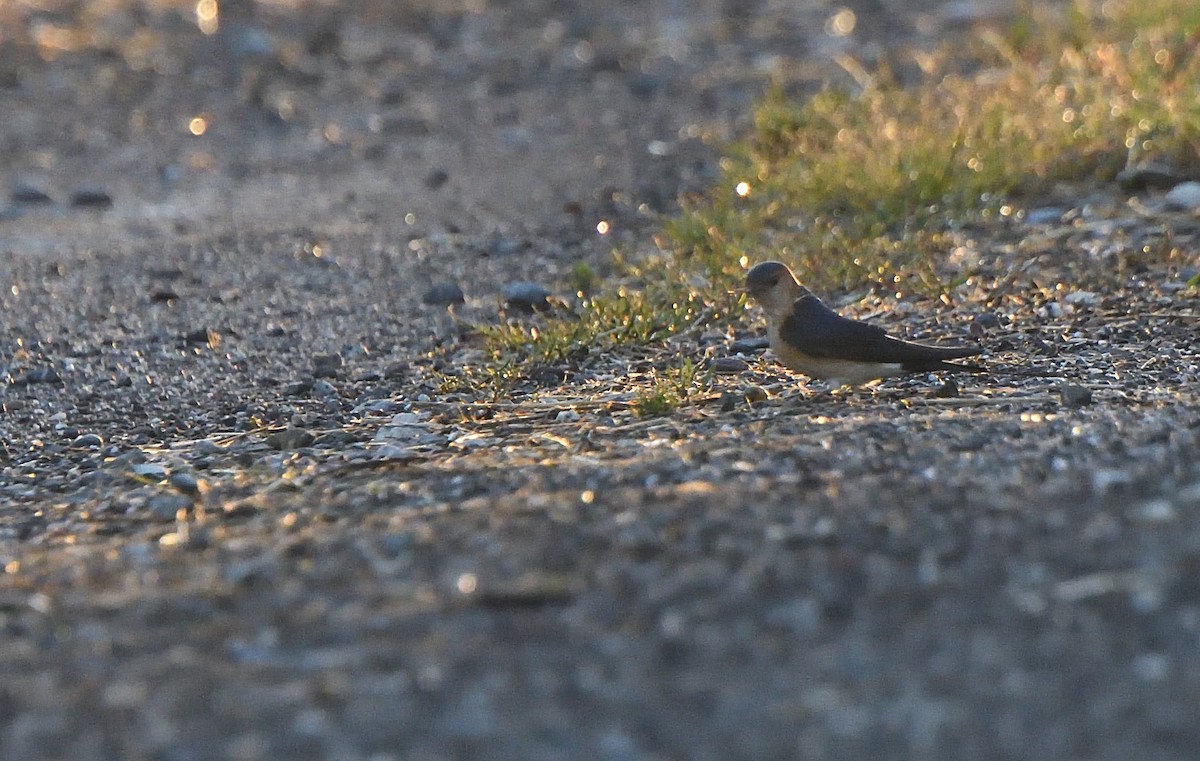 European Red-rumped Swallow - ML634388468
