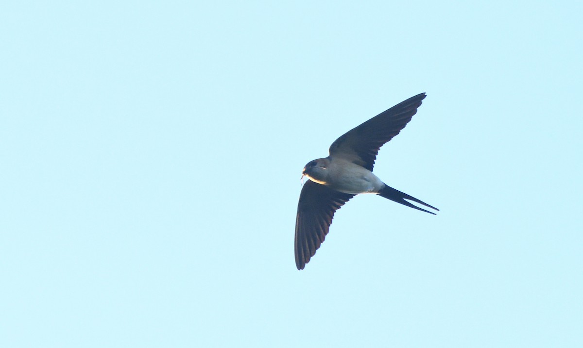 European Red-rumped Swallow - ML634388469