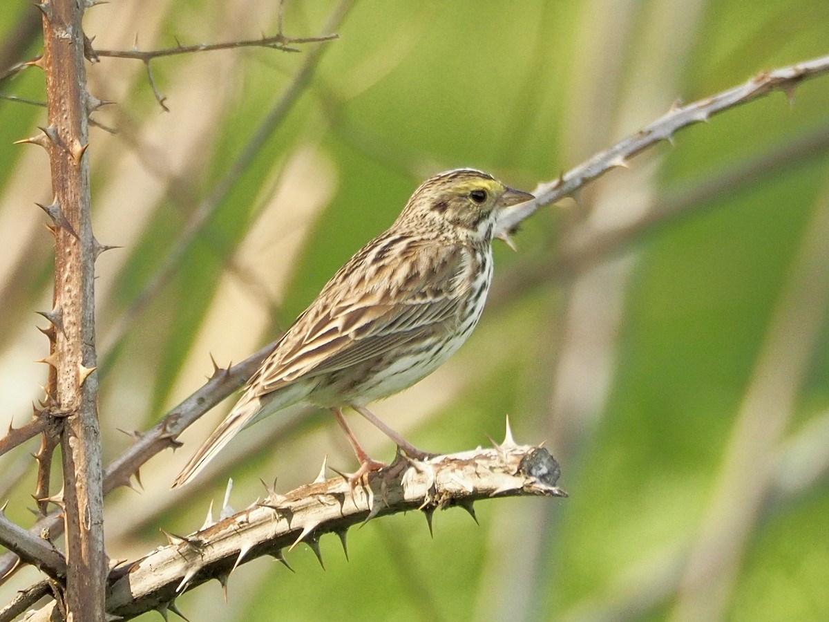 Savannah Sparrow - ML634388604