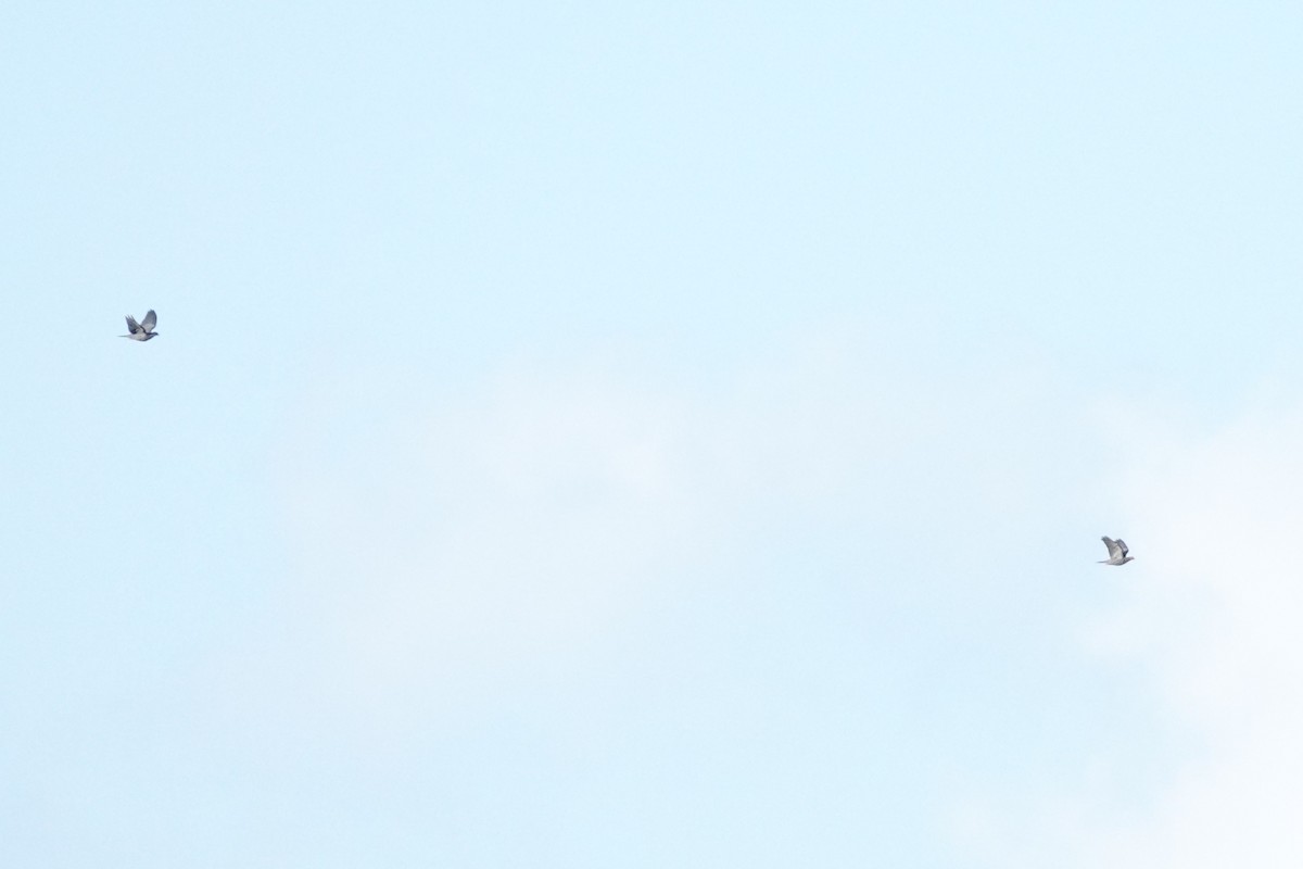 Plain Pigeon - ML634388621