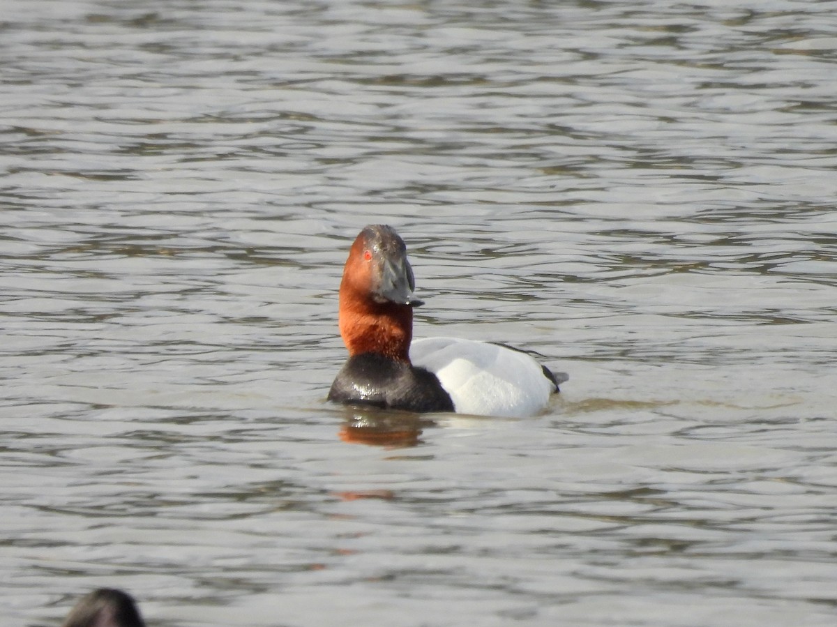 Canvasback - ML634388632