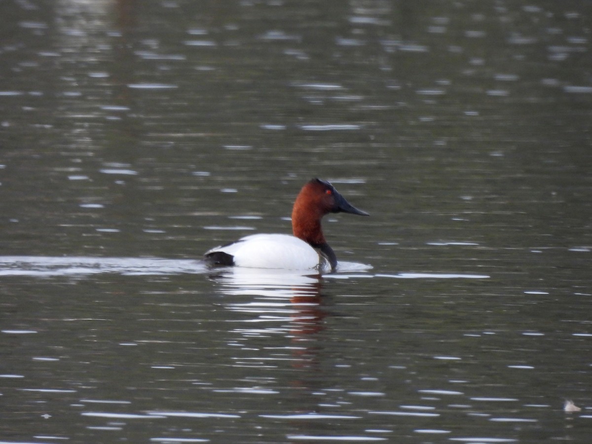 Canvasback - ML634388637