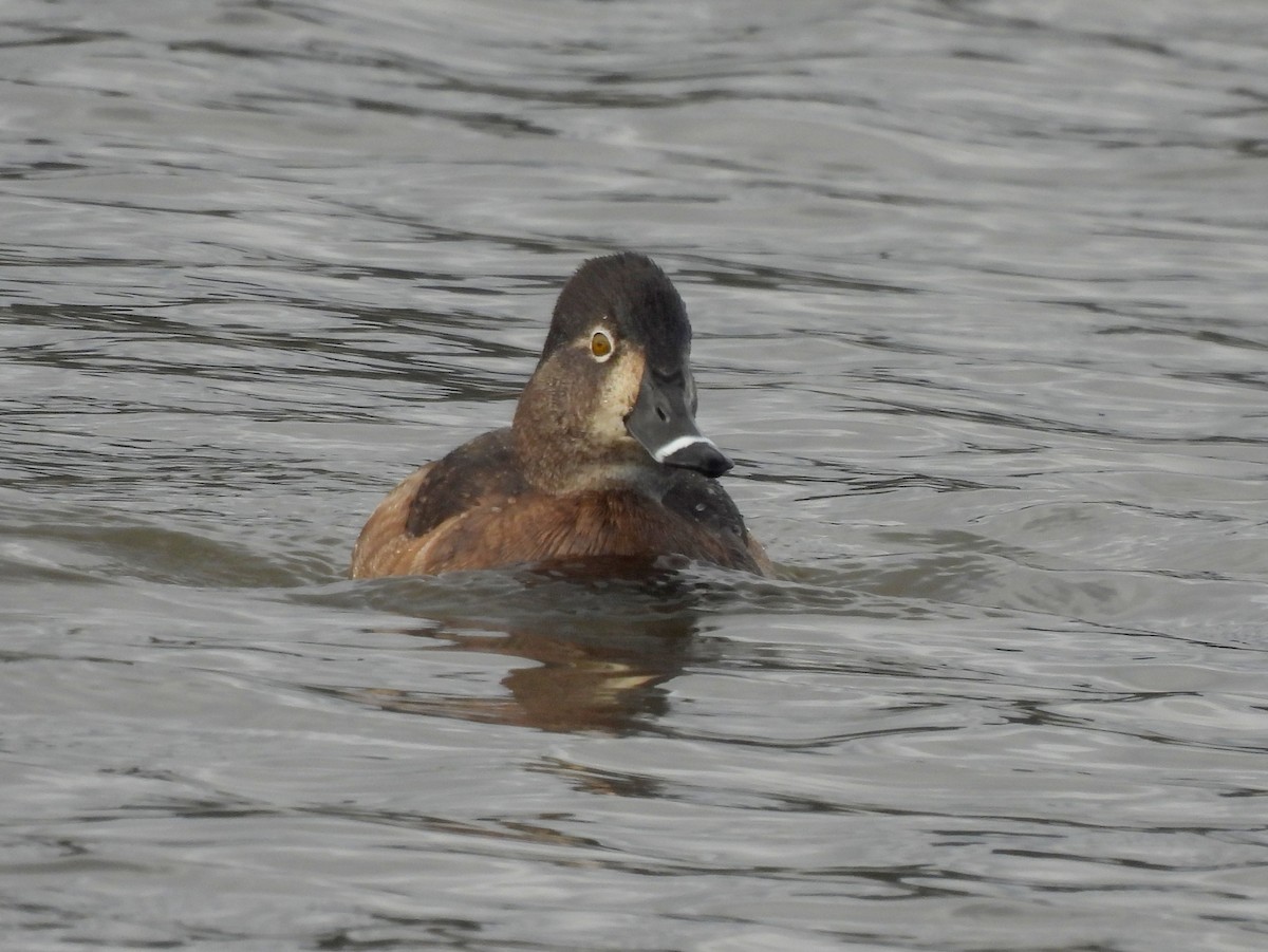 Ring-necked Duck - ML634388639