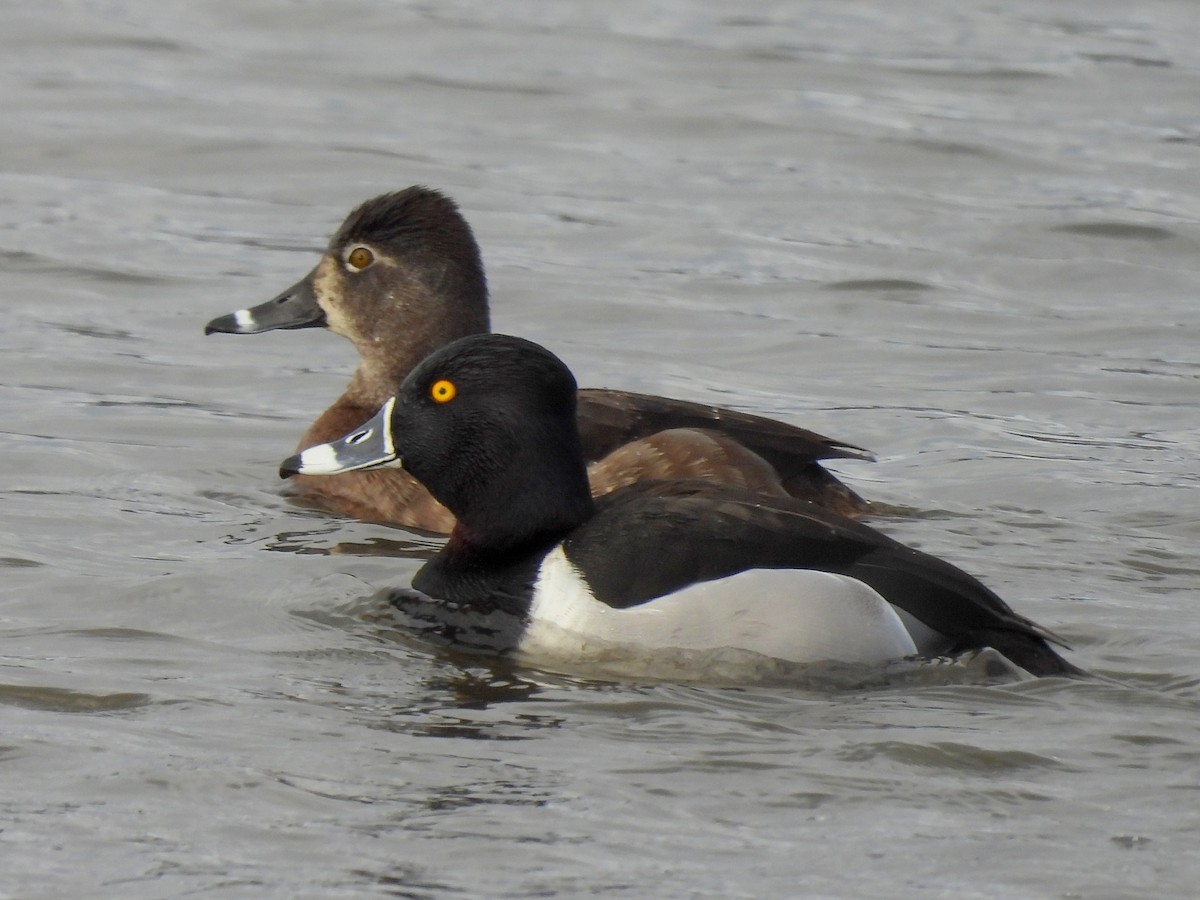 Ring-necked Duck - ML634388640