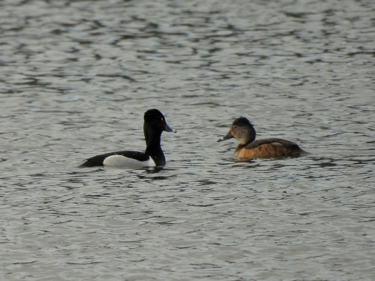 Ring-necked Duck - ML634388641