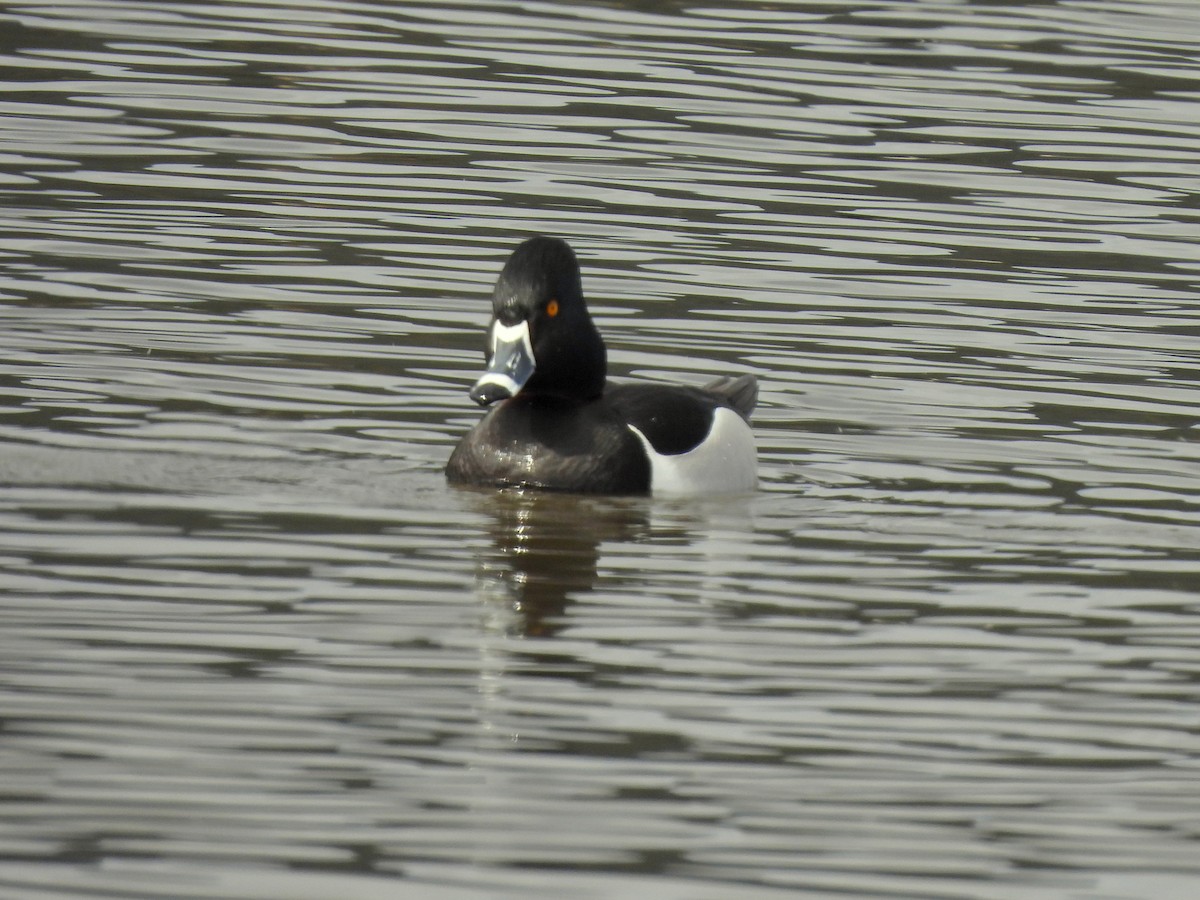 Ring-necked Duck - ML634388642