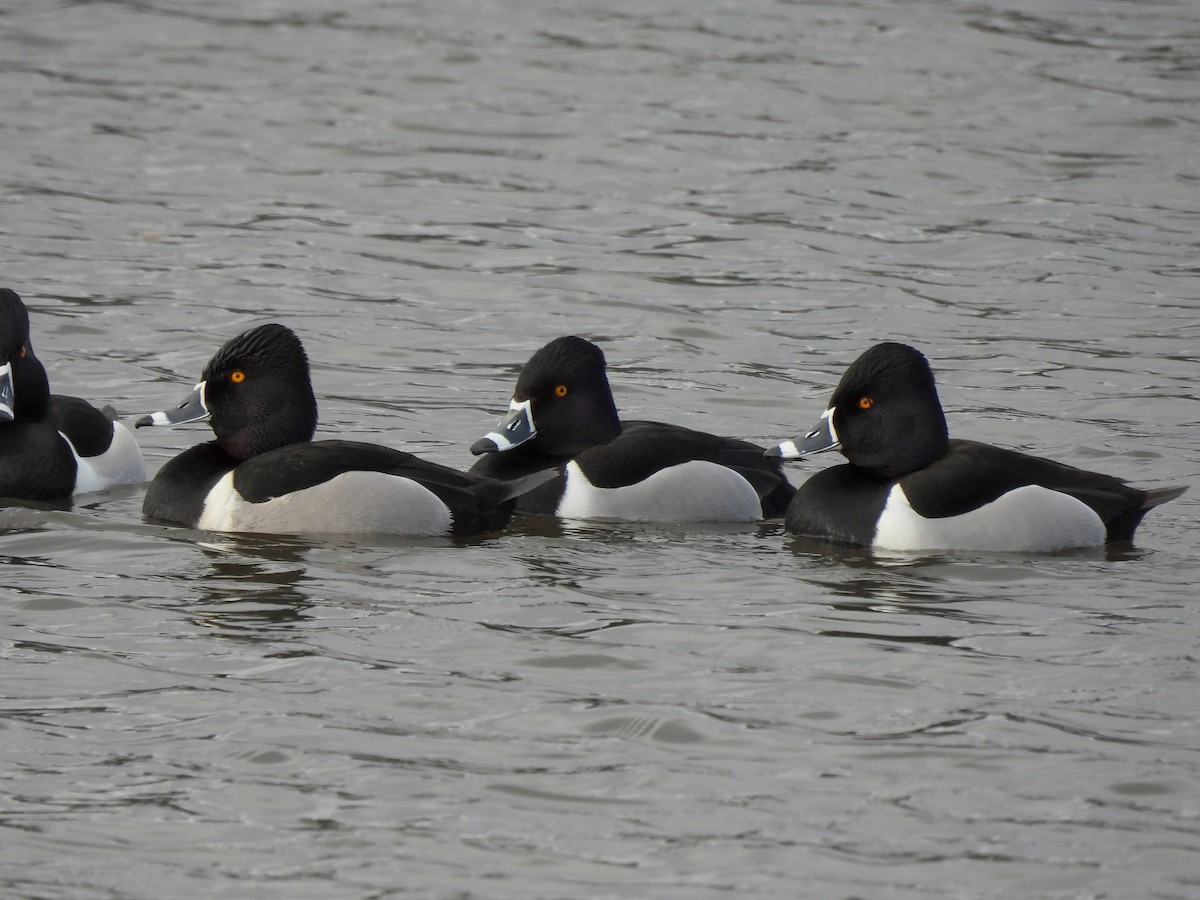 Ring-necked Duck - ML634388643