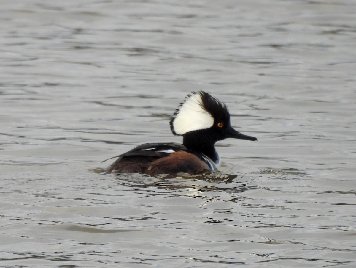 Hooded Merganser - ML634388645