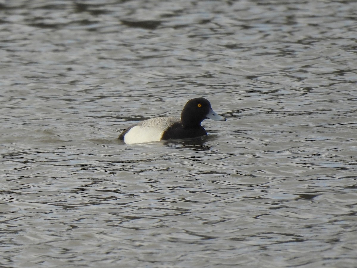 Тэнгисийн шумбуур - ML634388648