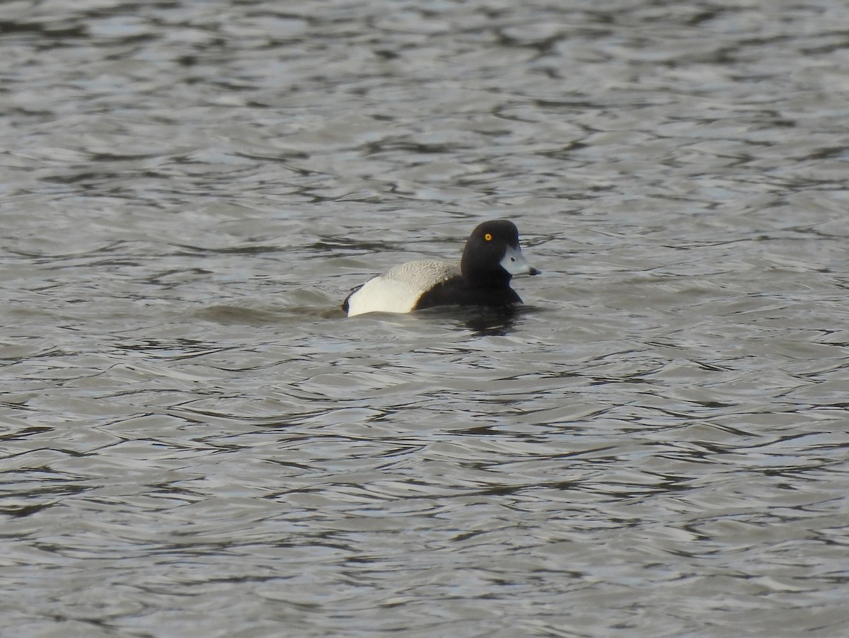 Тэнгисийн шумбуур - ML634388649