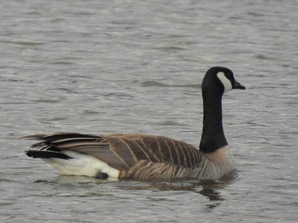 Канад галуу - ML634388651