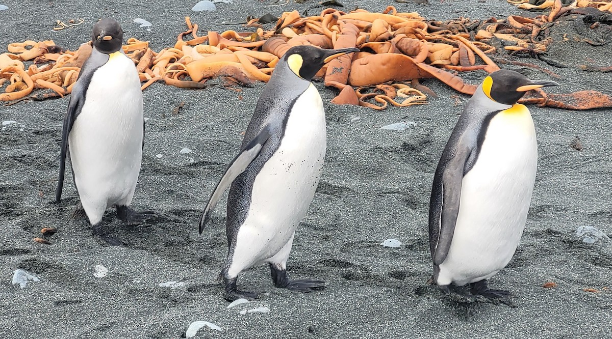 King Penguin - ML634388677