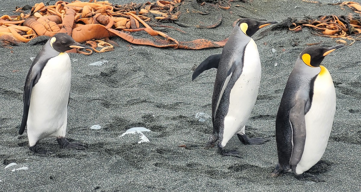 King Penguin - ML634388678