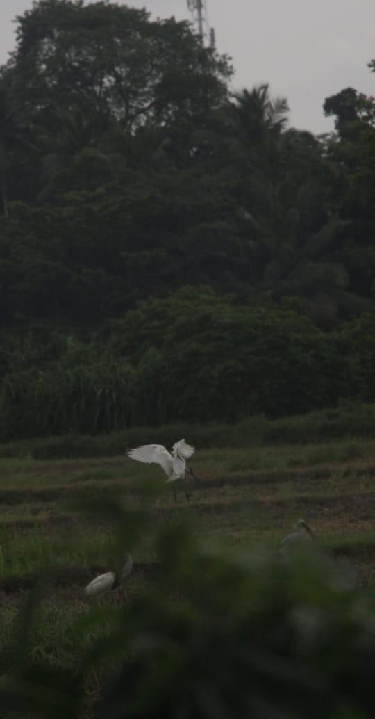 Ibis burubeltza - ML634388712