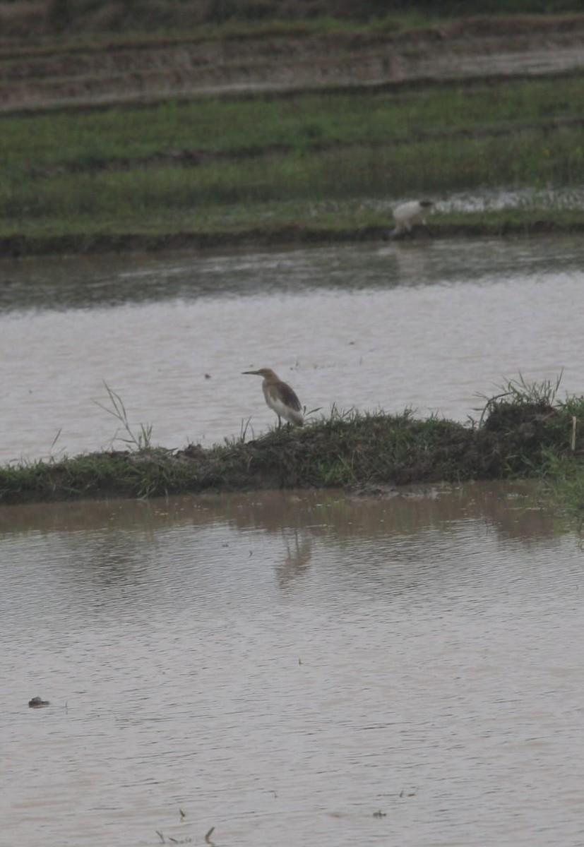 Indian Pond-Heron - ML634388720