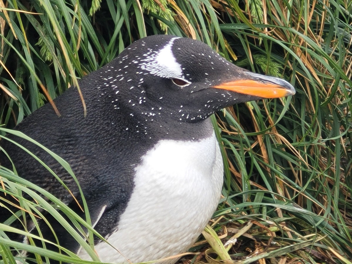 Gentoo Penguin - ML634388732