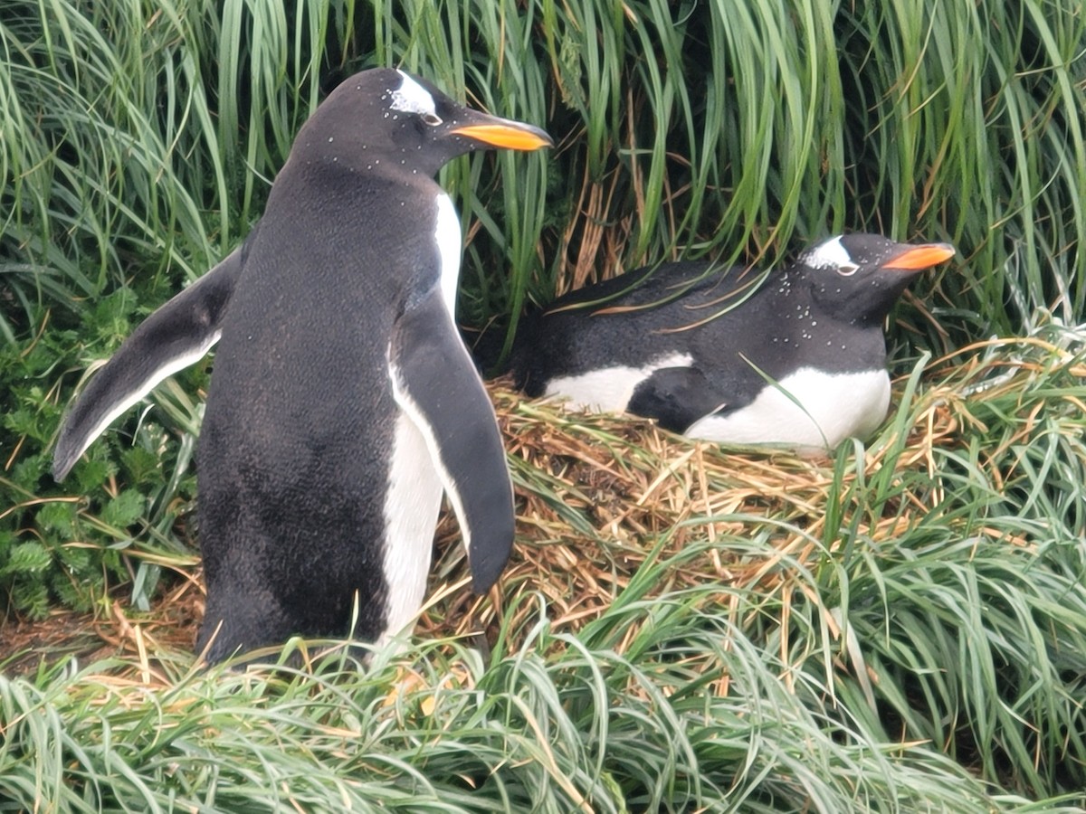 Gentoo Penguin - ML634388735