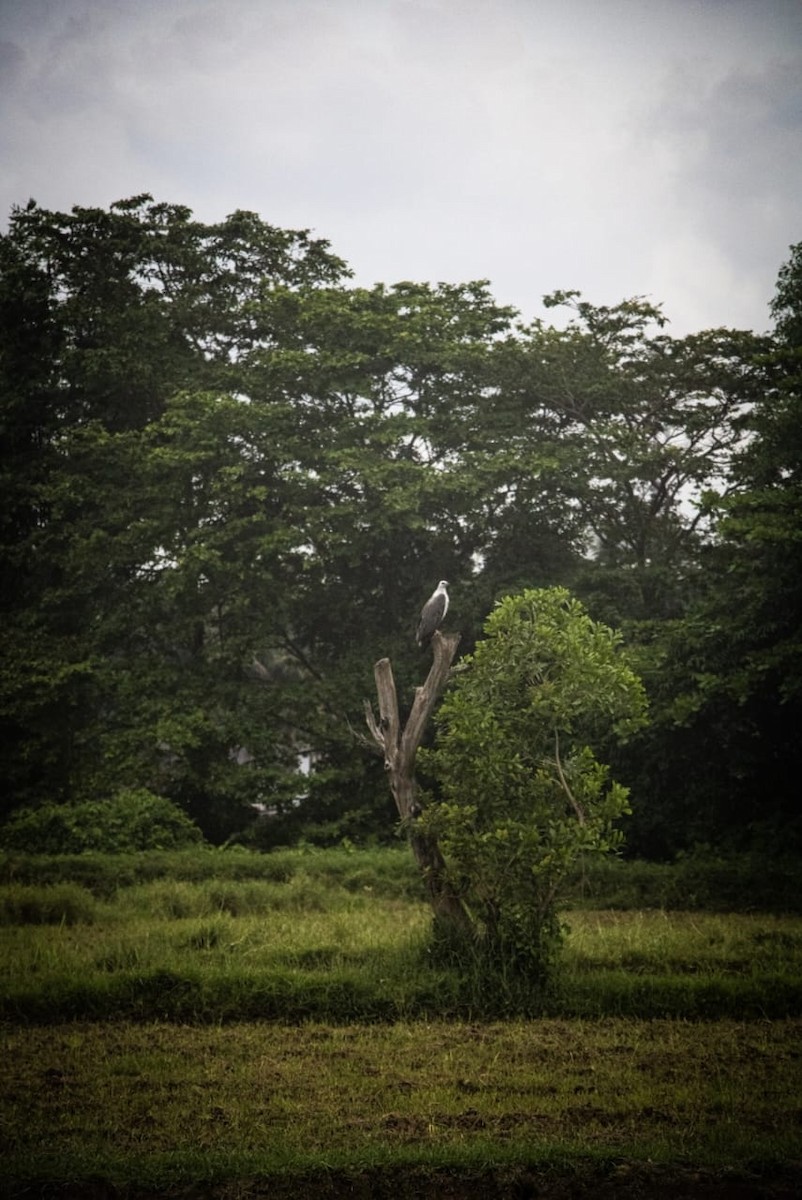 White-bellied Sea-Eagle - ML634388738