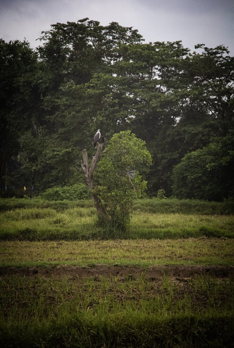 White-bellied Sea-Eagle - ML634388739