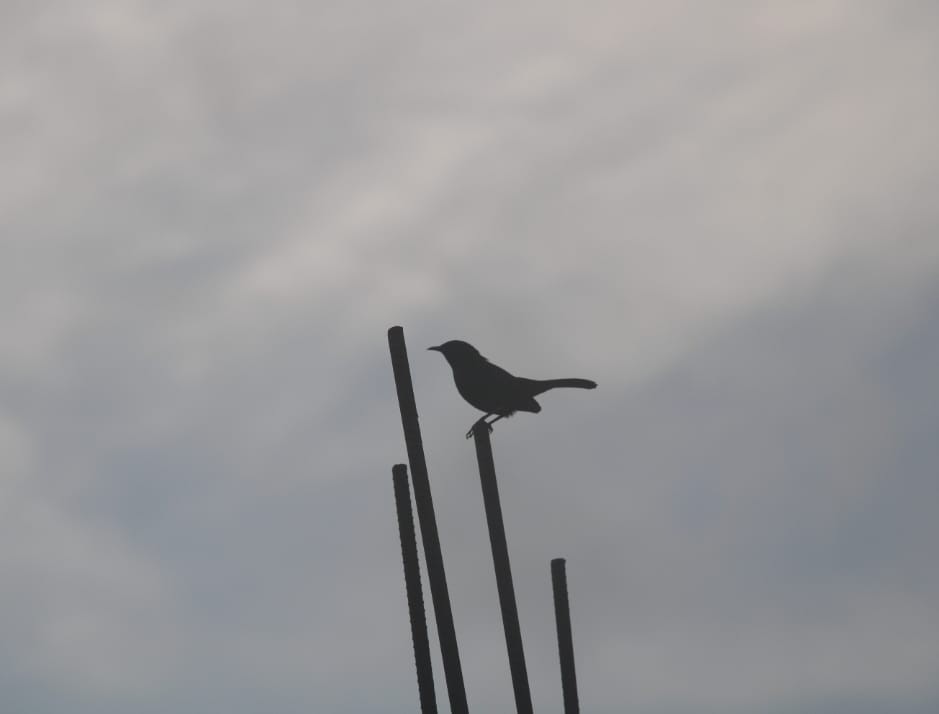 Indian Robin - ML634388742
