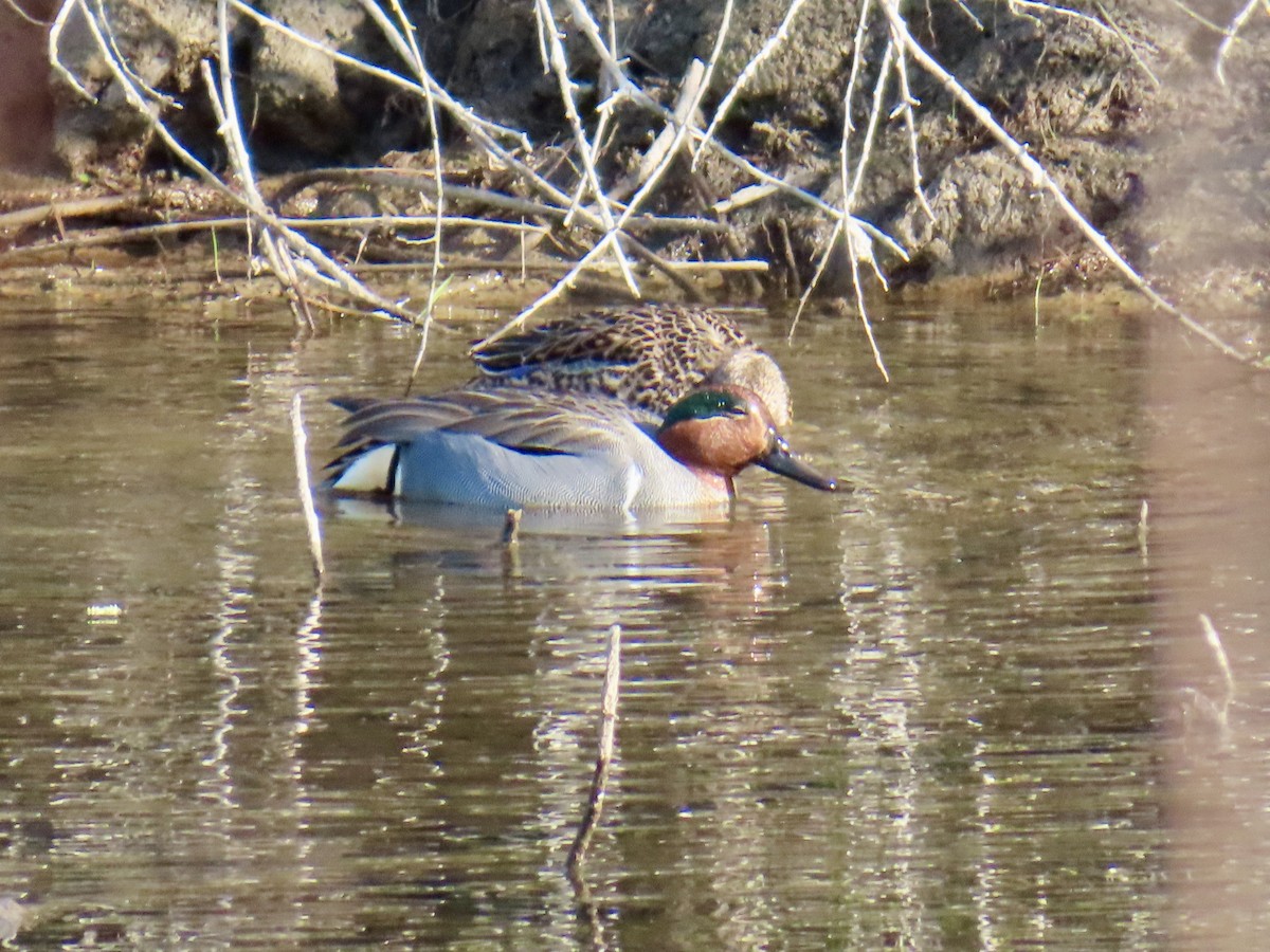 Green-winged Teal - ML634388803